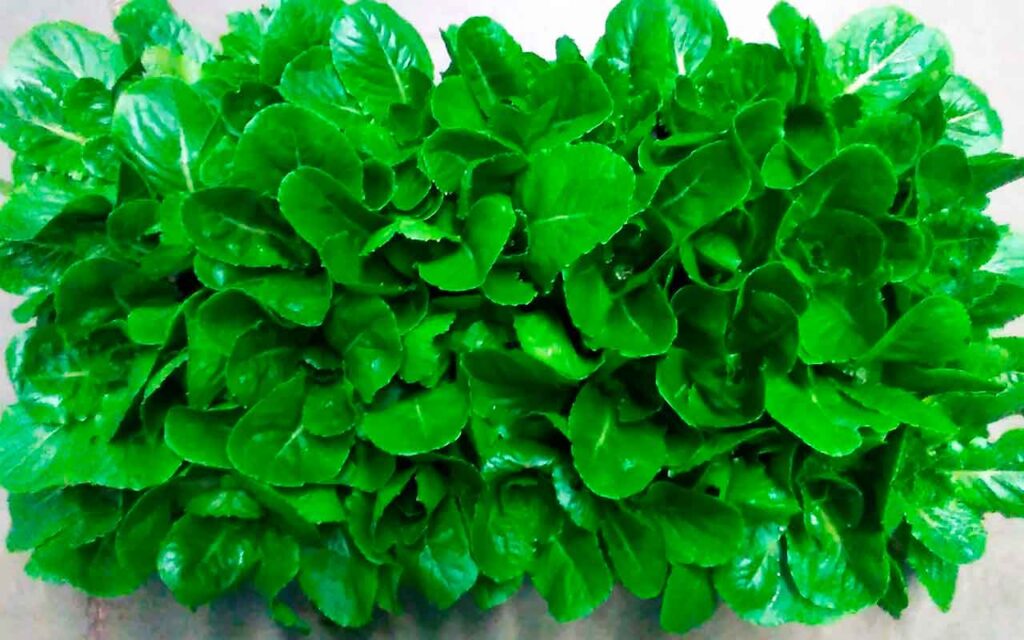 Space-grown lettuce could help astronauts avoid bone loss
