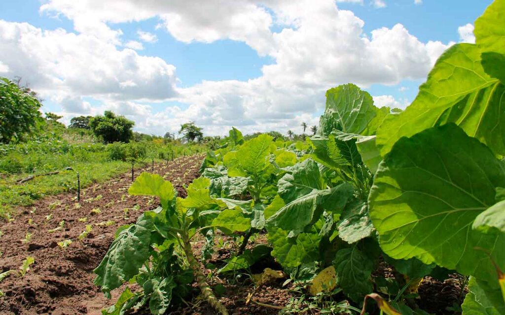 La digitalización de los sistemas de riego permite ahorrar a la agricultura hasta 4.000 m3 de agua por hectárea cada año