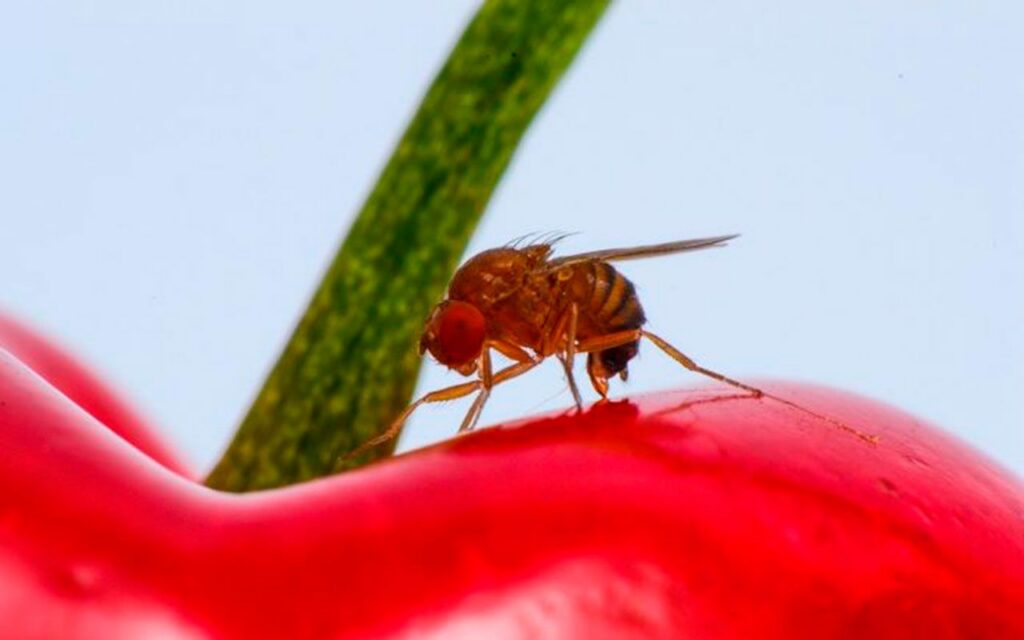 Drosophila suzukii: an invasive fruit fly, investigated by scientists
