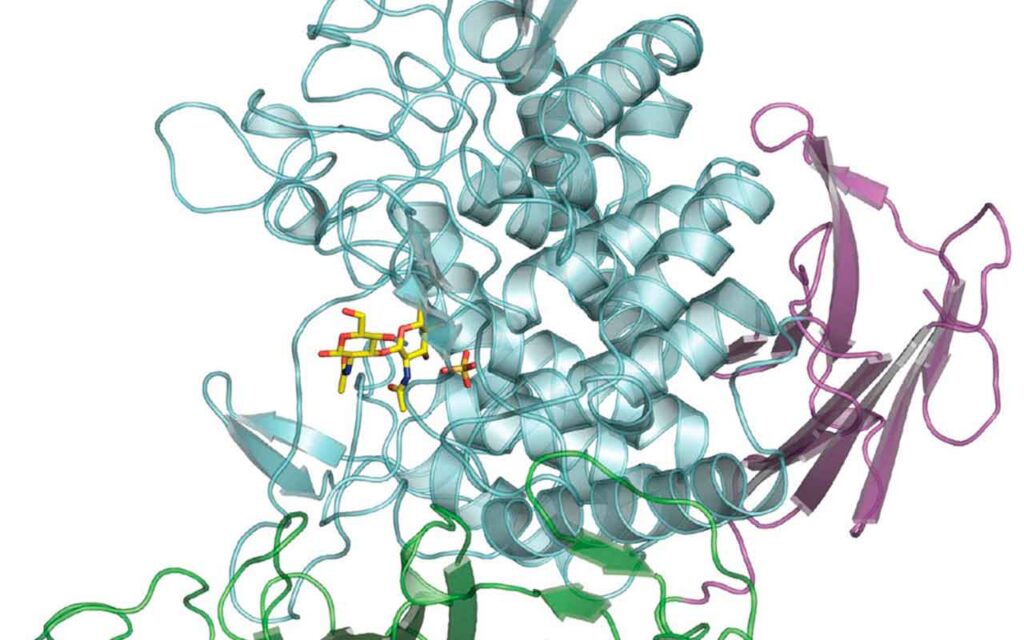 Bacterial enzyme makes new type of biodegradable polymer