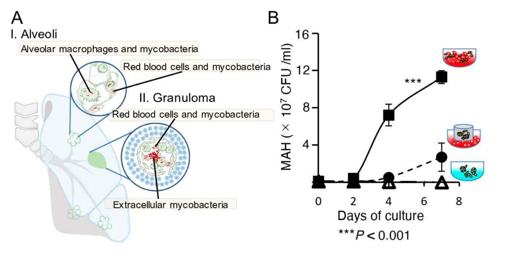 The link between mycobacteria and red blood cells causing lung diseases