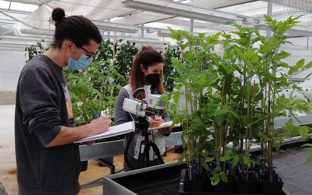 Un equipo de investigación de la UJI estudia nuevos mecanismos para conseguir cultivos más tolerantes al cambio climático