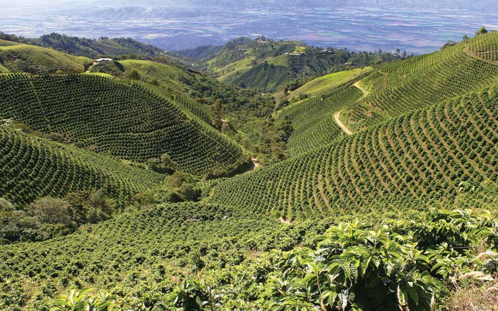 The taste of sustainability: a virtual coffee on agritourism, food and better life