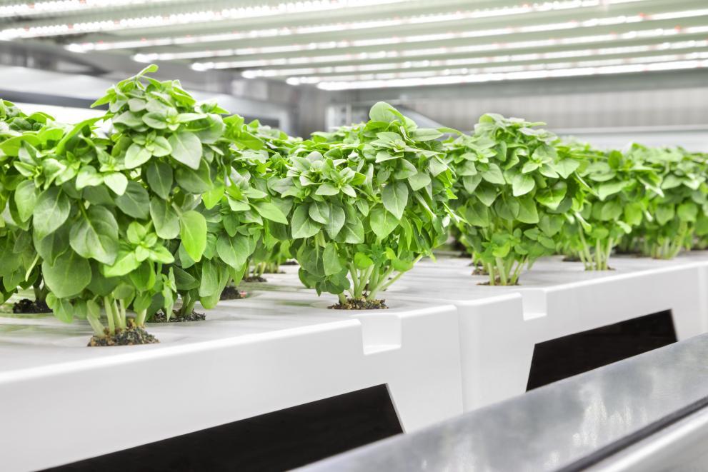 Infarm: Berlin-founded company plants seeds of success by growing food indoors