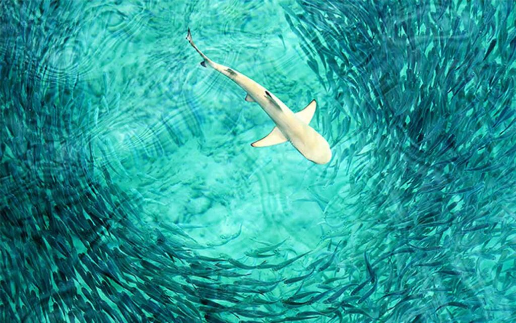 ¿Hacia dónde nadan 10.000 tiburones ballena en peligro de extinción? La IA lo sabe