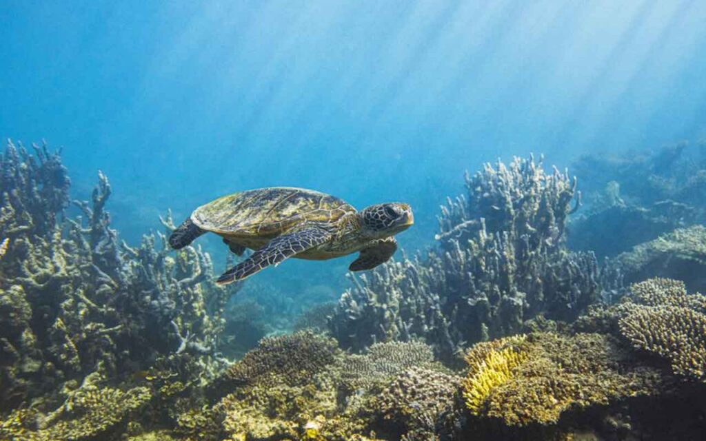 The Bezos Earth Fund: Supporting marine conservation