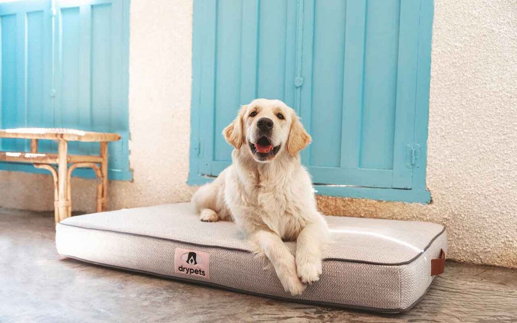 Grupo Atenzza presenta su marca de textiles inteligentes para mascotas en el World Dog Show