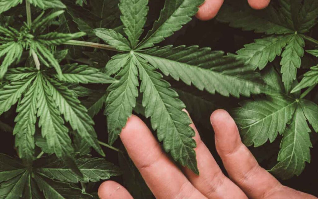 Apuesta por el cannabis medicinal en España