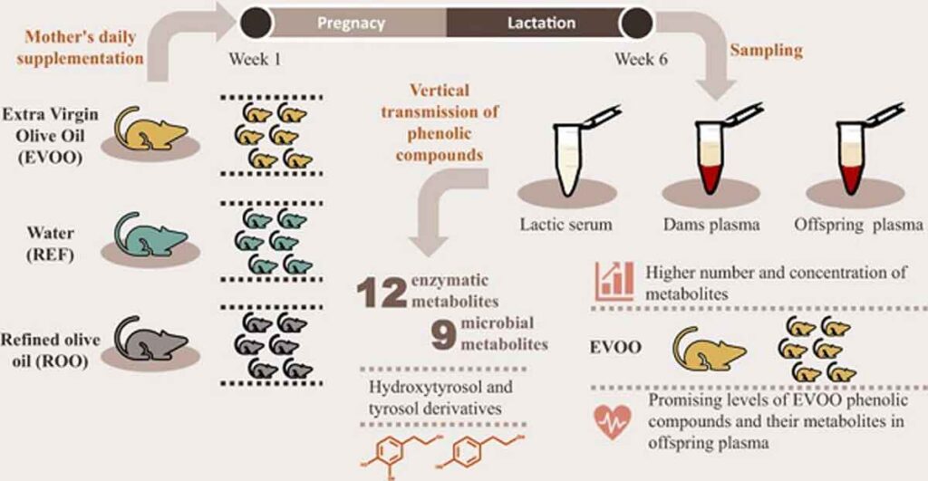 El consumo de aceite de oliva virgen extra durante la gestación incrementa el nivel de antioxidantes en la leche materna y en el lactante
