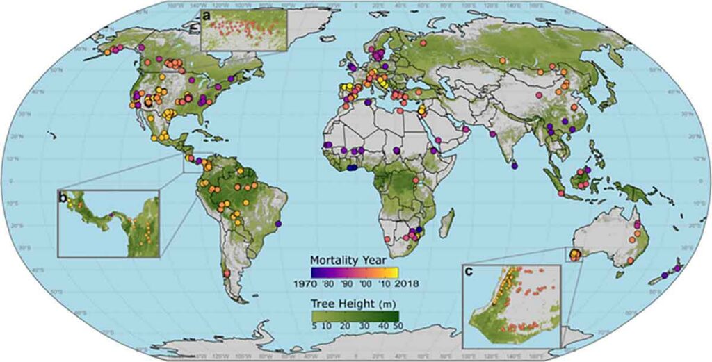 Un equipo mundial de científicos determina cuánto calor combinado con sequía es demasiado para los bosques
