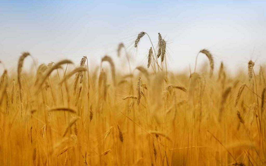 Aumenta el crédito a las actividades agrícolas, ganaderas y pesqueras en el 2021 hasta rozar los 23.000 millones de euros