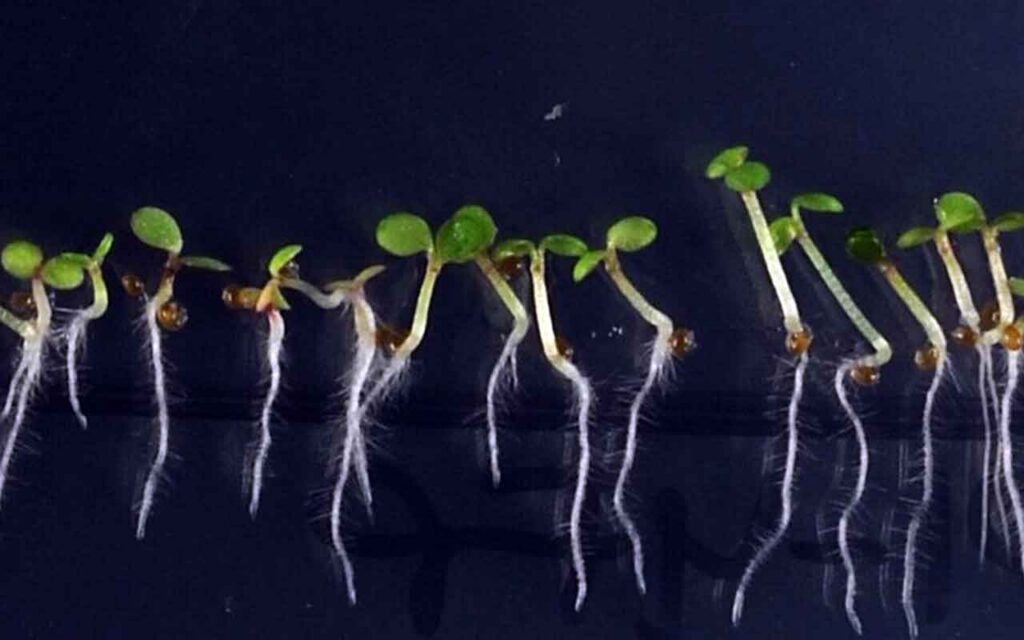 Un modelo matemático predice la respuesta de las plantas ante el cambio climático