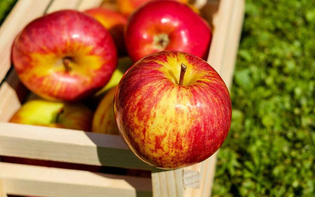 Descubren propiedades prebióticas en los residuos de la elaboración de la sidra de manzana