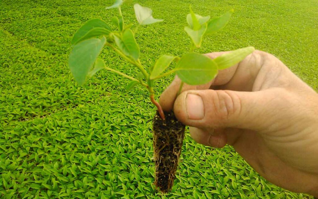 How Digital Technology Can Accelerate Food Sustainability