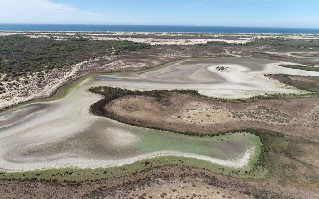 La sequía y la sobreexplotación de los acuíferos secan la última laguna permanente de Doñana