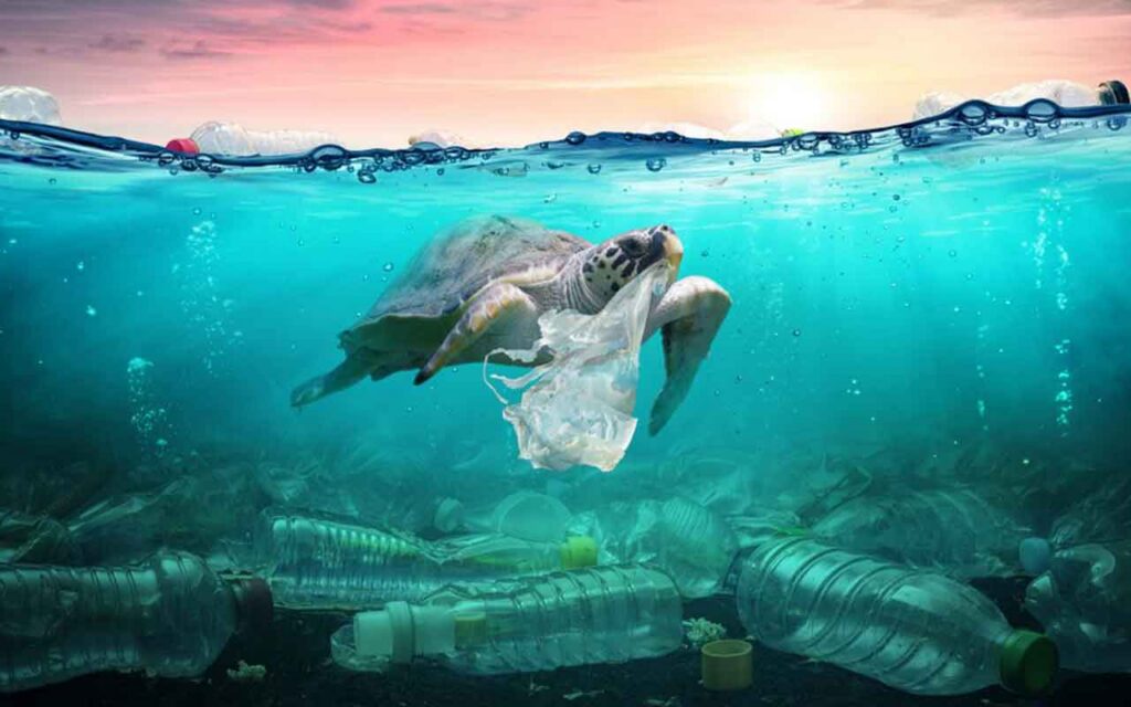 New biodegradable packaging could address plastic pollution problema