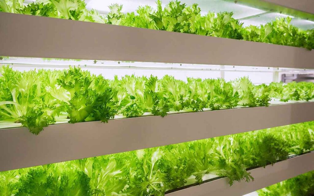 Increased interest in urban indoor cultivation in Sweden
