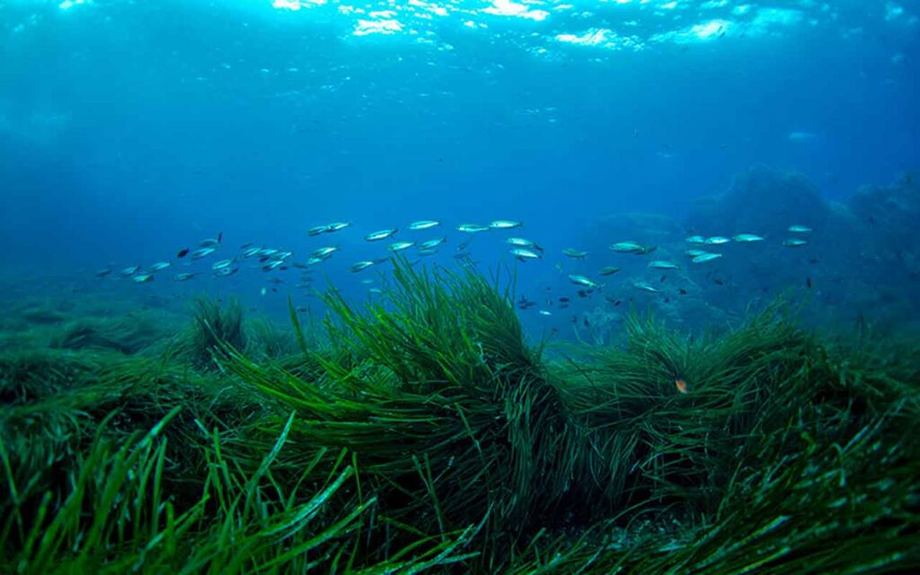 Marine animals differ in response to climate change