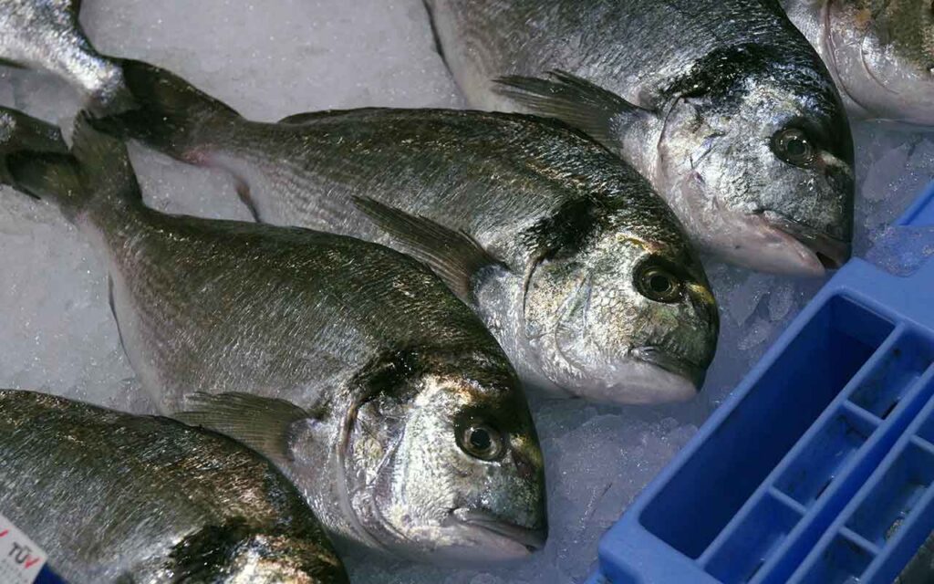 Un estudio del CSIC concluye cuáles son los pescados más seguros por sus bajos niveles de mercurio