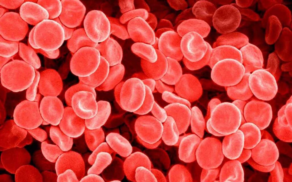 Scientists Perform First Transfusions of Lab-Grown Blood