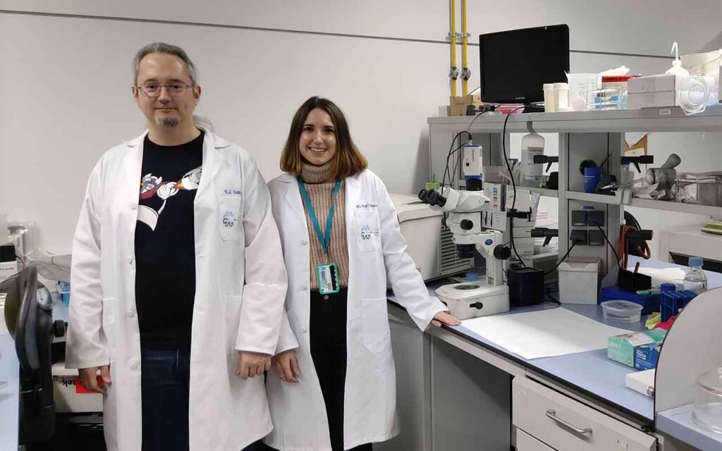 Descubren cómo calmar a las neuronas transmisoras del dolor usando una “morfina” que ellas mismas producen