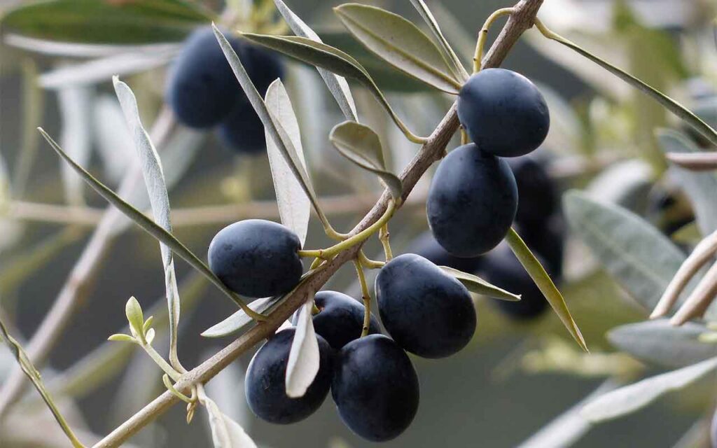 El aceite de orujo de oliva disminuye el colesterol y mejora la sensibilidad a la insulina