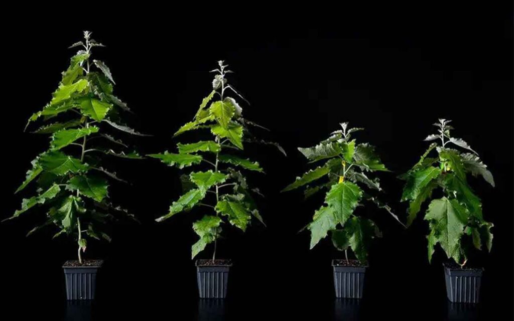 Genetically Modified Trees Are Taking Root to Capture Carbon