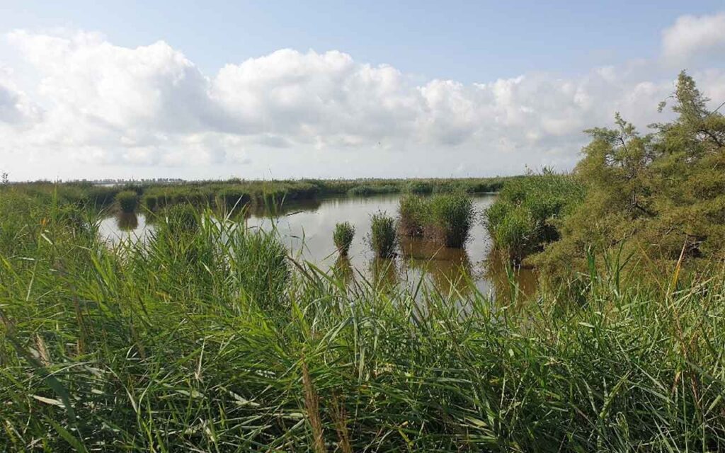 Los contaminantes orgánicos amenazan los ecosistemas acuáticos de las áreas de alto valor ecológico en España