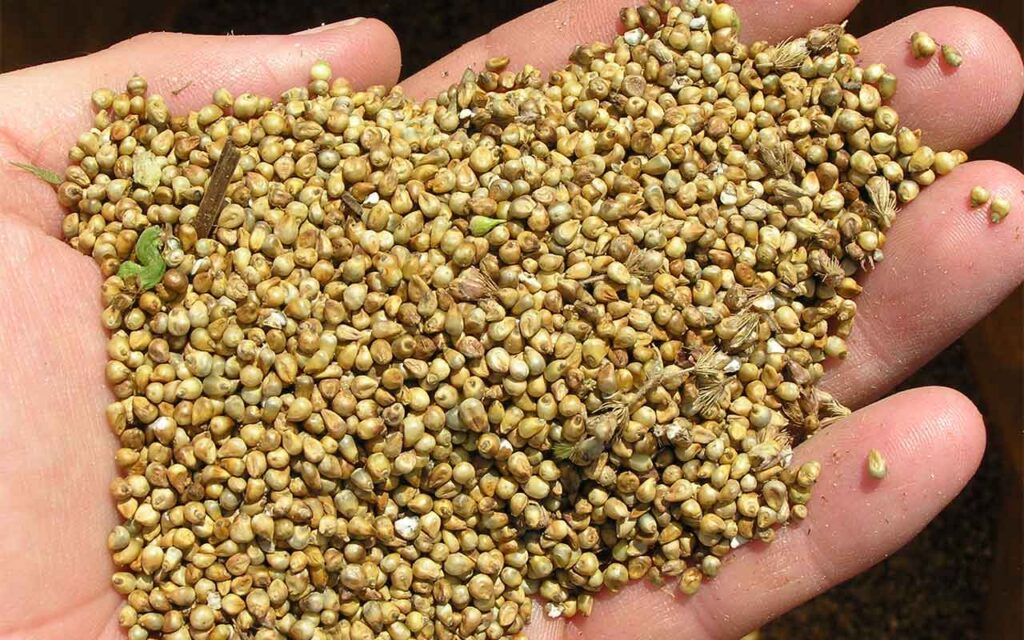 Crean una herramienta para desarrollar nuevas variedades de mijo adaptadas al cambio climático