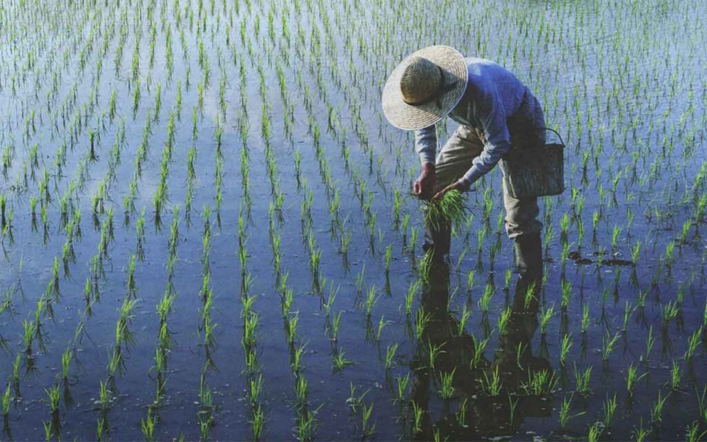 Una alta concentración de CO2 en la atmósfera empobrece las tierras de cultivo de arroz