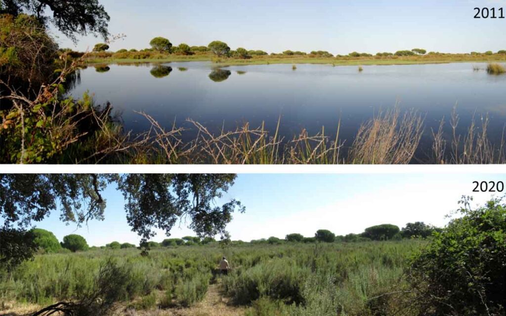 Doñana en estado crítico: más de la mitad de sus lagunas han desaparecido