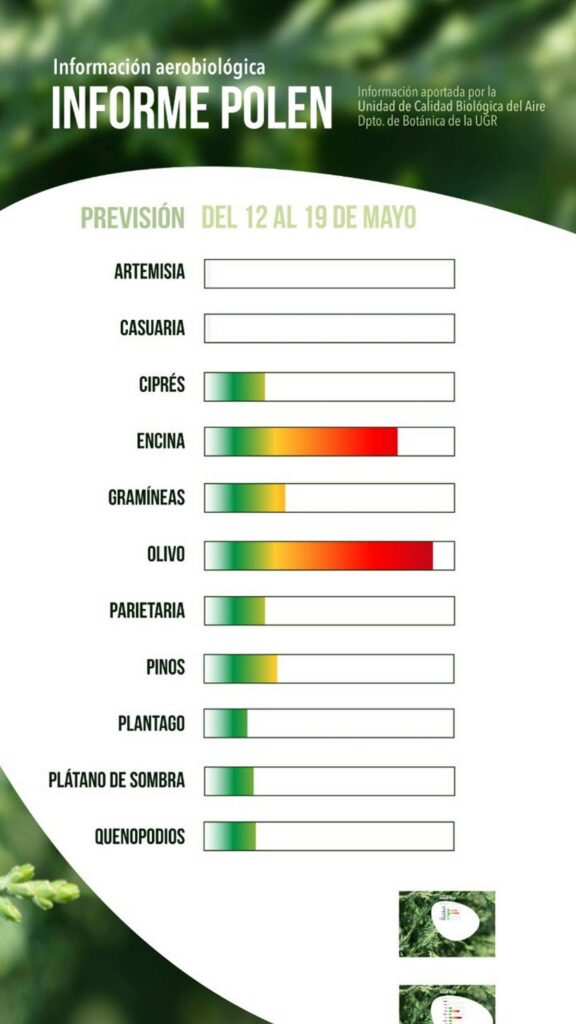 El polen del olivo sigue en niveles extremos, superando los 1500 granos/m3