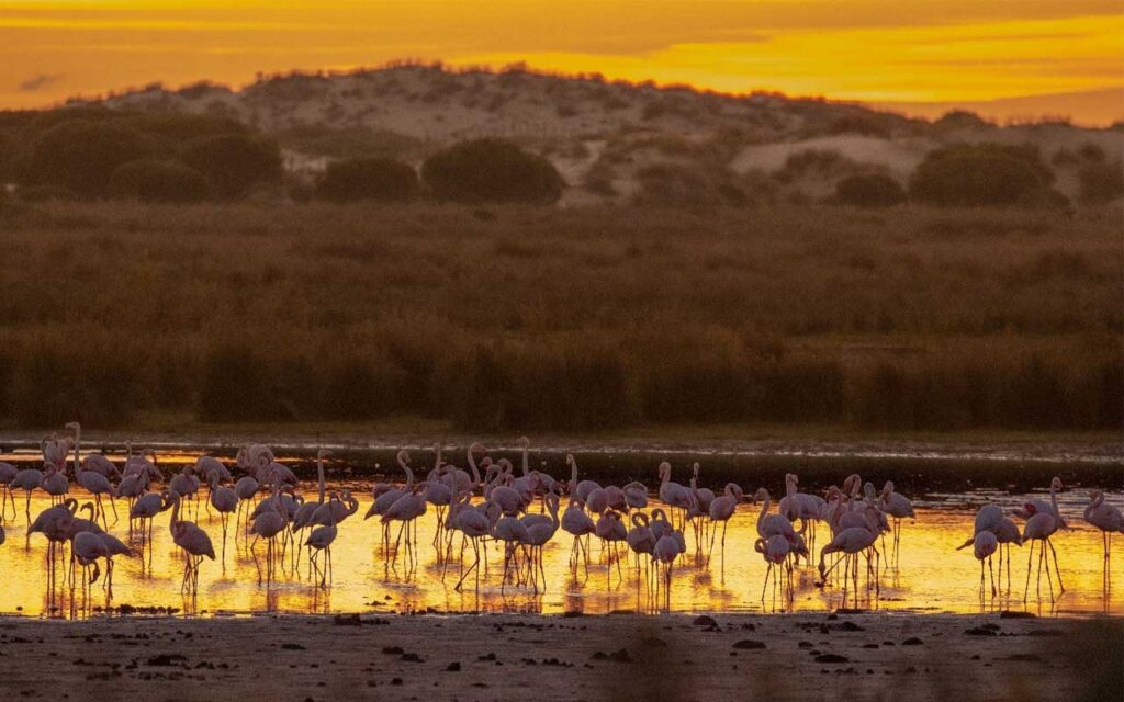 Un equipo científico internacional alerta de la urgencia de conservar los ecosistemas de Doñana frente a la nueva ley de regadíos