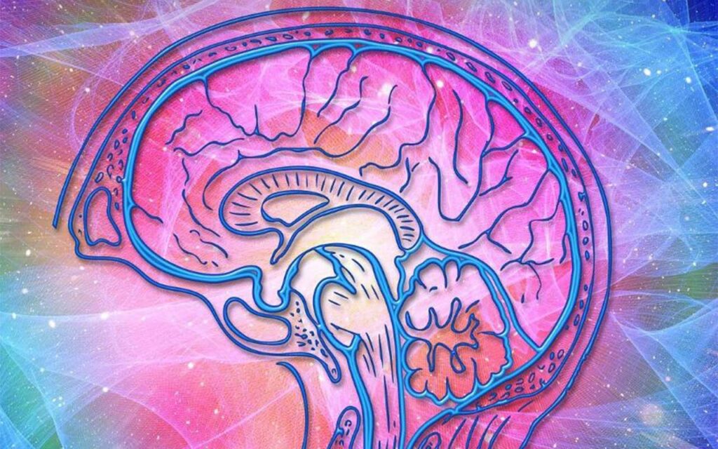 Un estudio de la UPF y la ULiège revela conocimientos sobre la consciencia, que sientan las bases para tratar trastornos como el estado vegetativo en el futuro