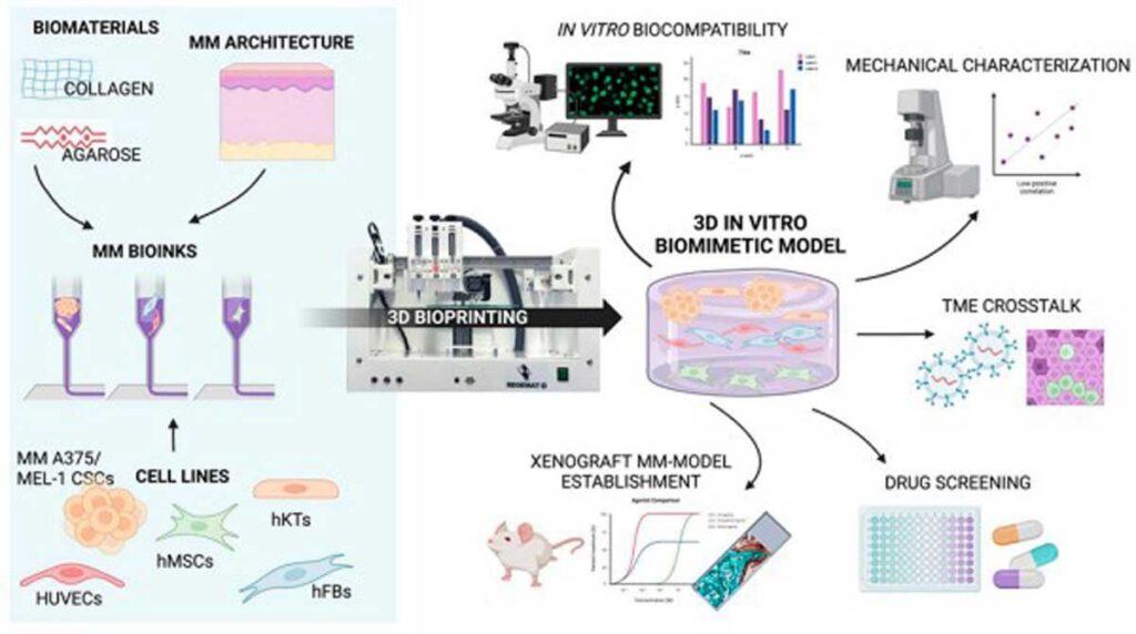 Bioimprimen en 3D un modelo de melanoma maligno que permite identificar la respuesta y resistencia a quimioterapia