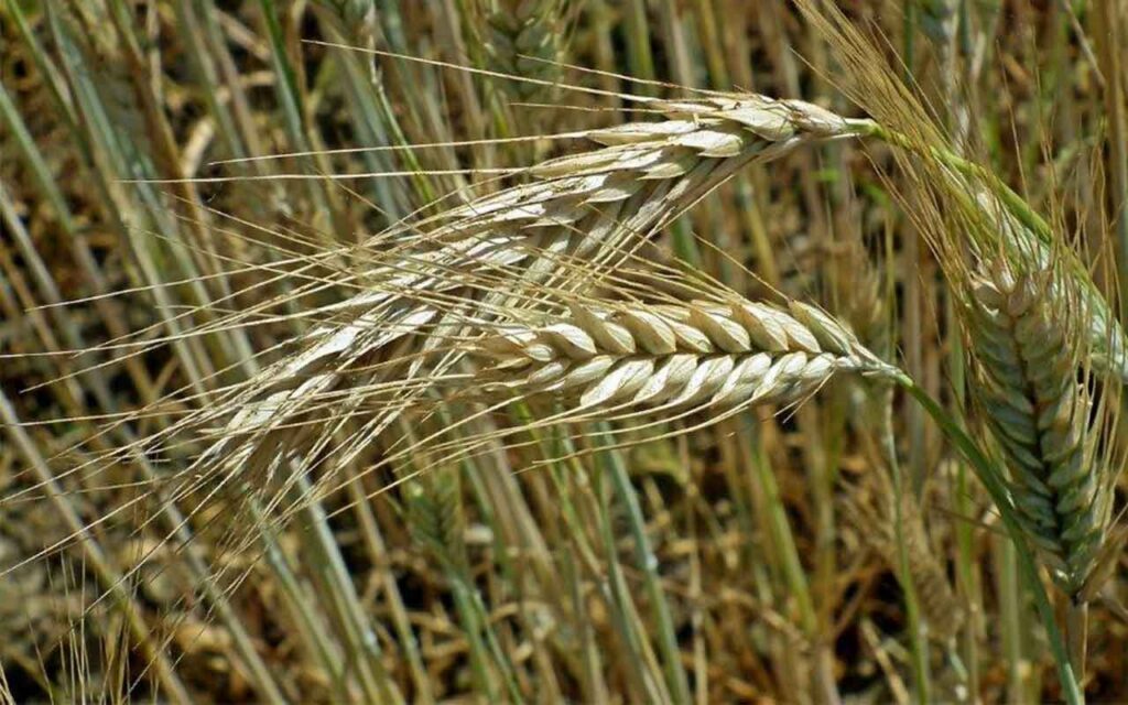 La FAO apunta a probable aumento del 1,0 % en la producción mundial de cereales para 2023