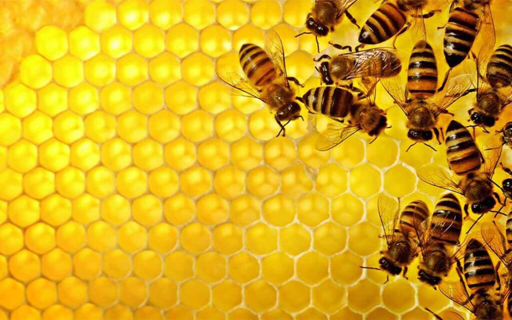 Descubren un “efecto mariposa del caos” en enjambres y rebaños de animales