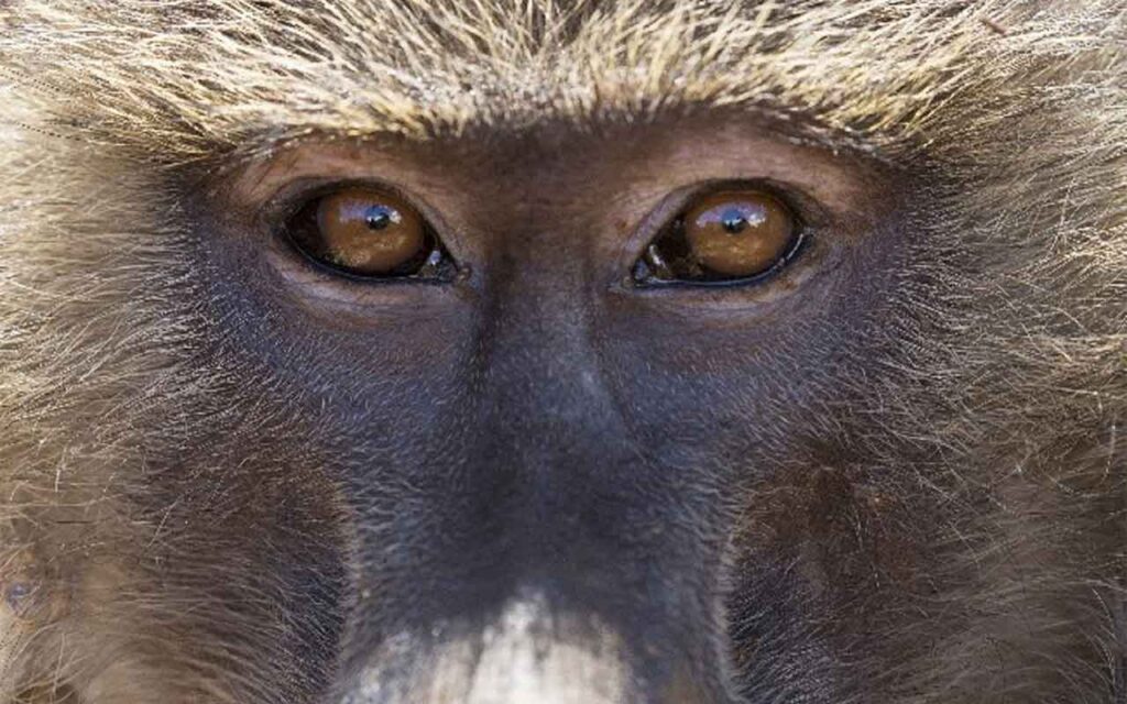 Una ambiciosa secuenciación genómica de 800 primates revela claves para identificar las mutaciones que causan enfermedades como el cáncer