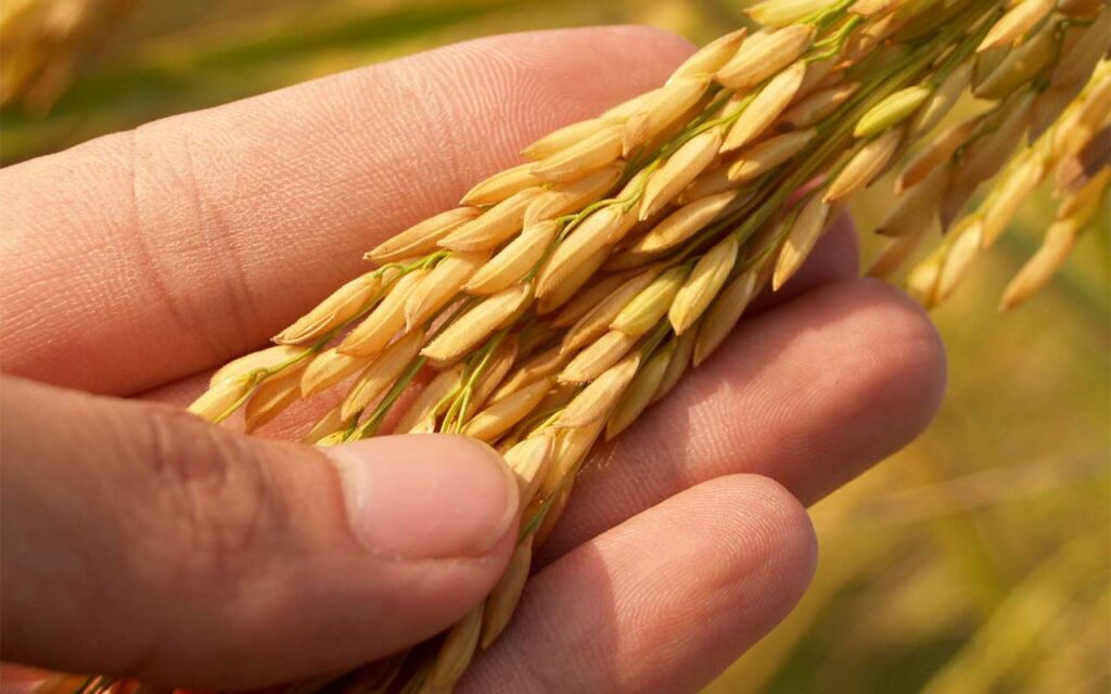 Tierras de secano, arroz, tomate de industria, cereza del Jerte, frutales y frutos de cáscara, beneficiarios de las ayudas directas por sequía y mala climatologia