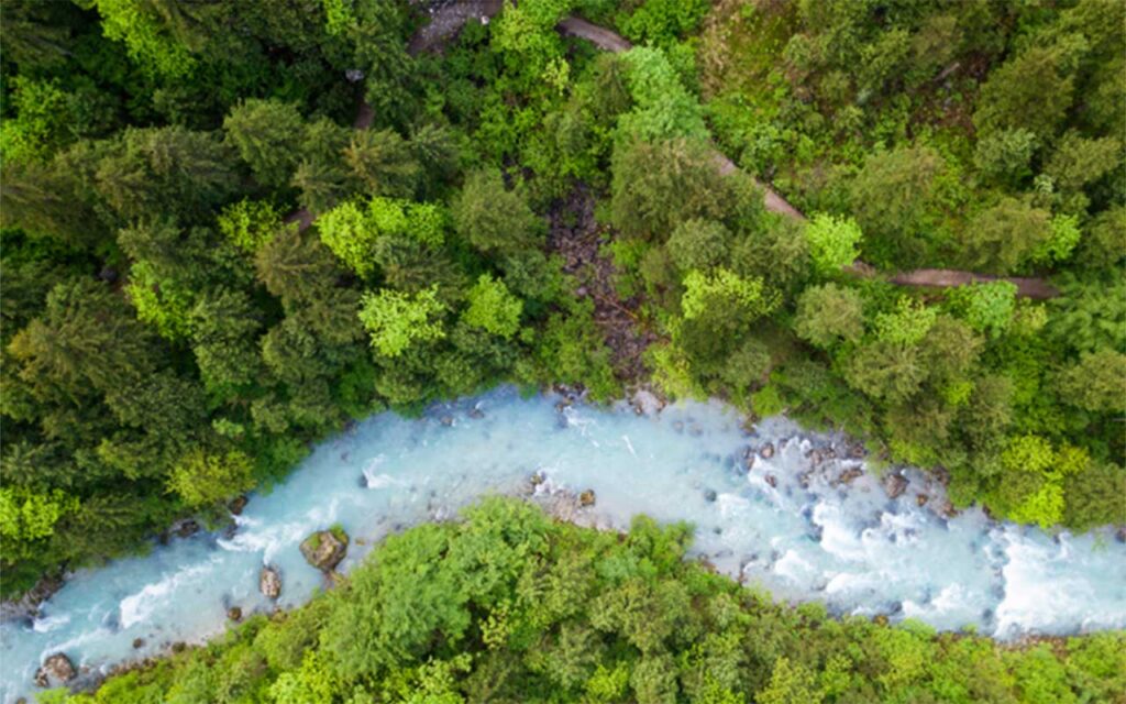 How forests can cut carbon, restore ecosystems, and create jobs