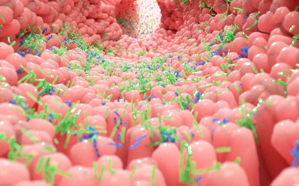 La microbiota produce un compuesto a partir de la fibra alimentaria que reduce la gravedad de enfermedades hepáticas