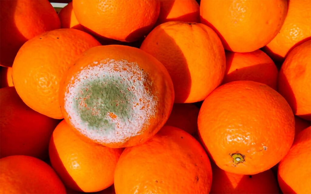 Descubren los efectos múltiples de una proteína frente al hongo que causa la ‘podredumbre verde’ en cítricos