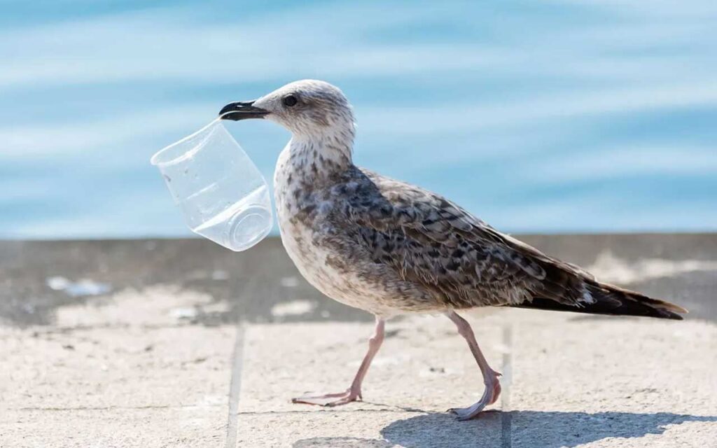 La enfermedad del plástico ya tiene nombre: plasticosis