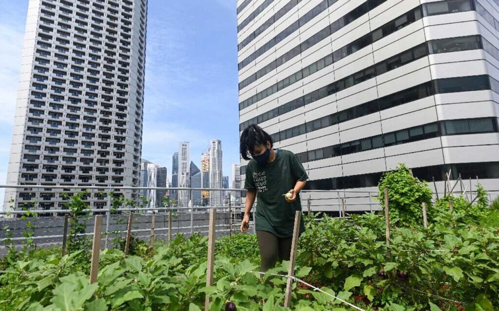 The green shoots of urban agriculture