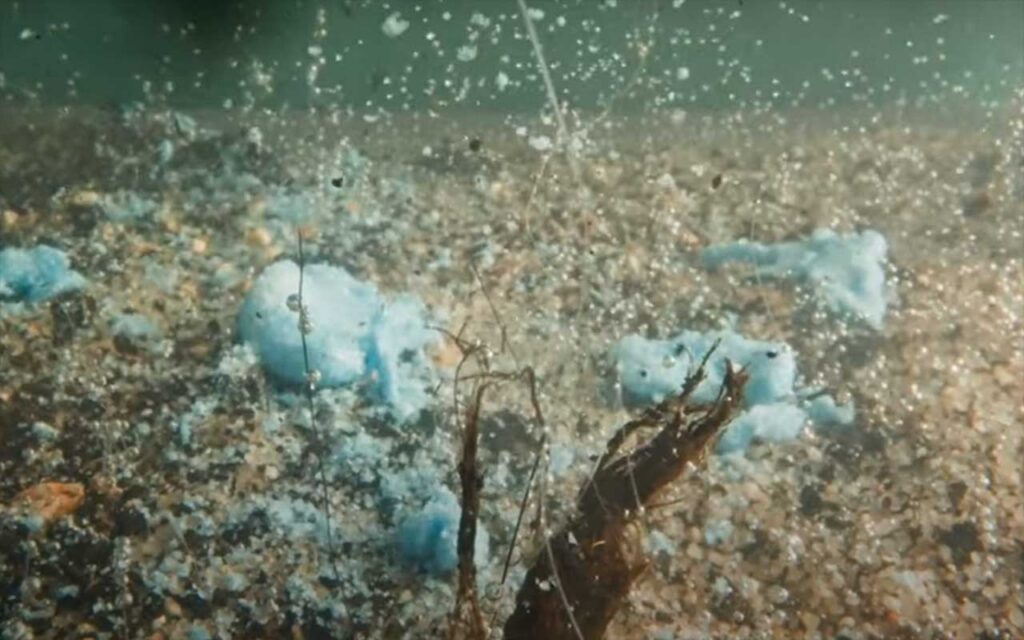 Utilizan pez cebra como biosensor para evaluar contaminantes del agua