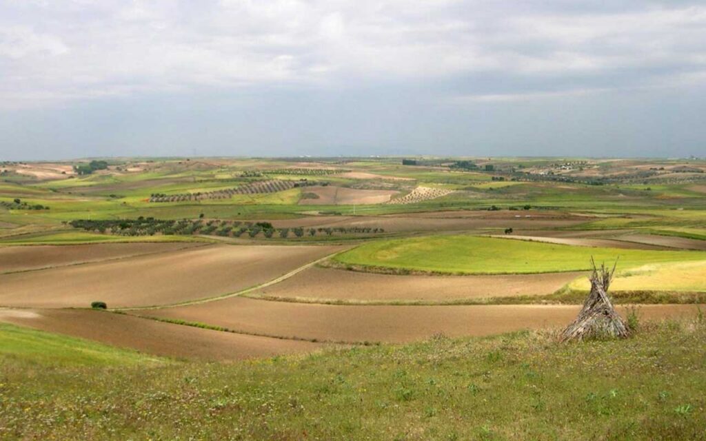 La agricultura intensiva provoca declive en la diversidad de aves agrarias en Europa