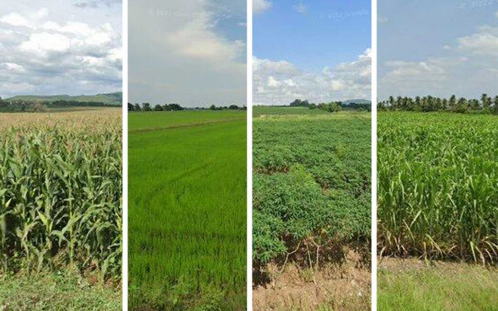 Investigadores del MIT mapean de forma remota los cultivos, campo por campo