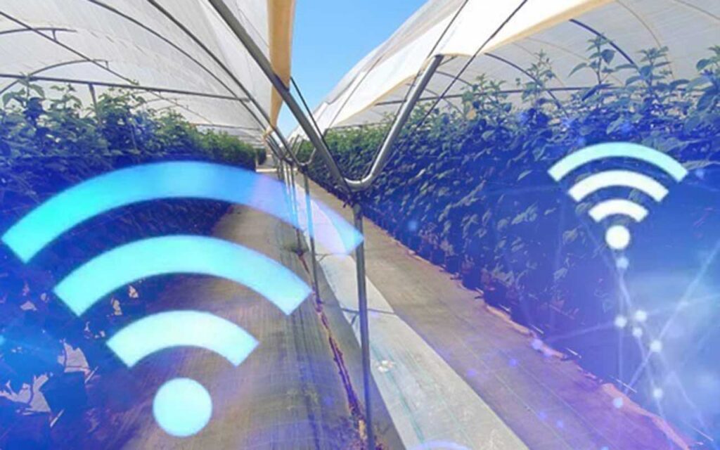 Hortifrut despliega una red de WiFi6 para gestionar la producción de sus ﬁncas fruticolas