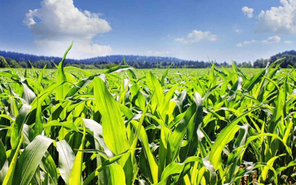 Hybrid intelligence can reconcile biodiversity and agriculture