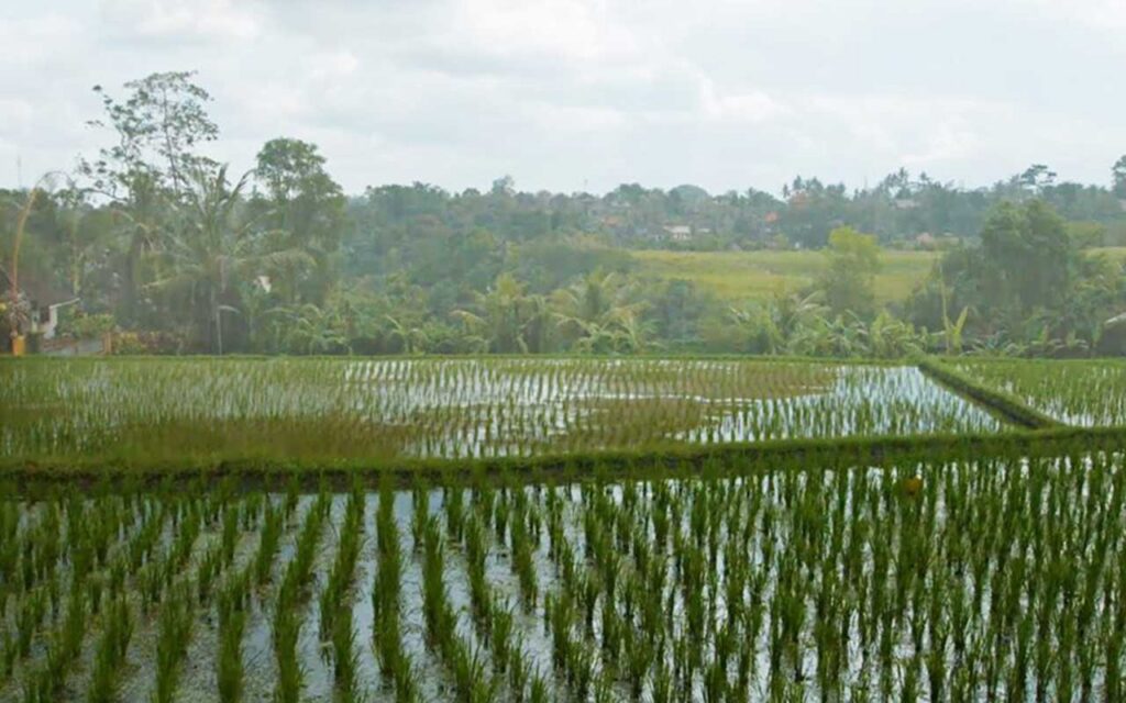 AI Improves Monsoon Rainfall Predictions